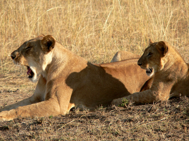 Обои картинки фото животные, львы