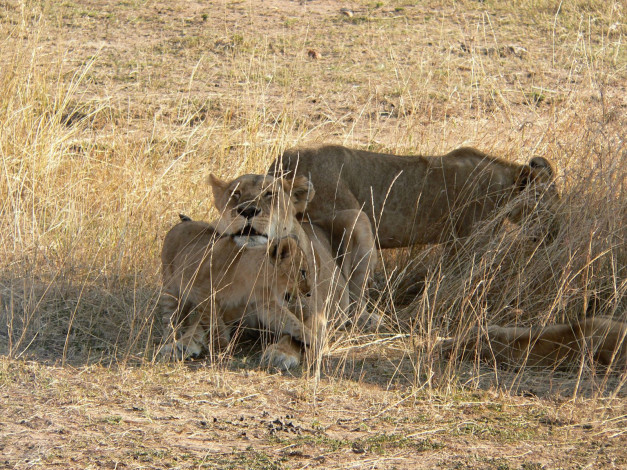 Обои картинки фото животные, львы