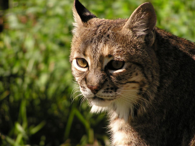 Обои картинки фото животные, рыси