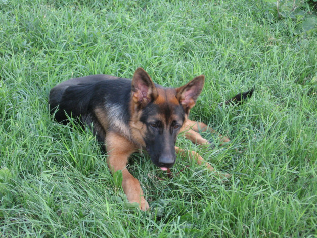 Обои картинки фото животные, собаки