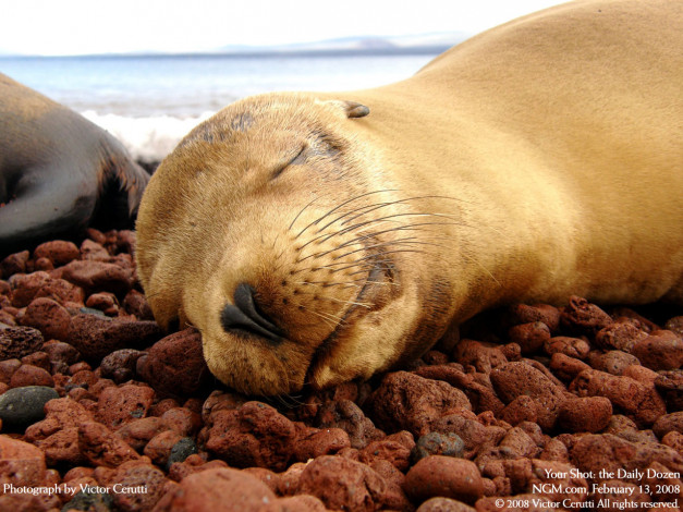 Обои картинки фото животные, тюлени, морские, львы, котики