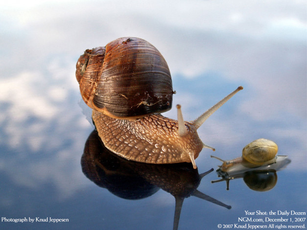 Обои картинки фото животные, улитки