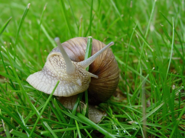 Обои картинки фото животные, улитки