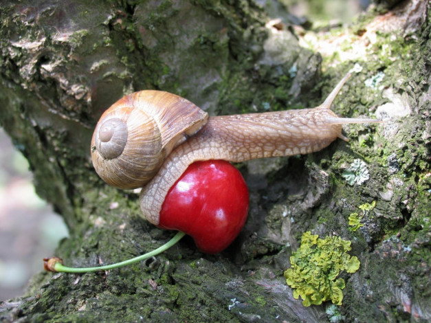 Обои картинки фото животные, улитки