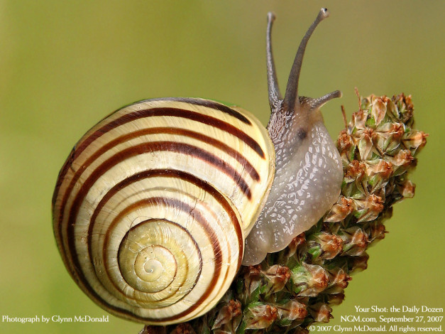 Обои картинки фото животные, улитки