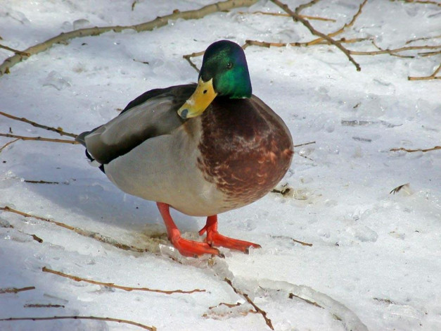 Обои картинки фото животные, утки