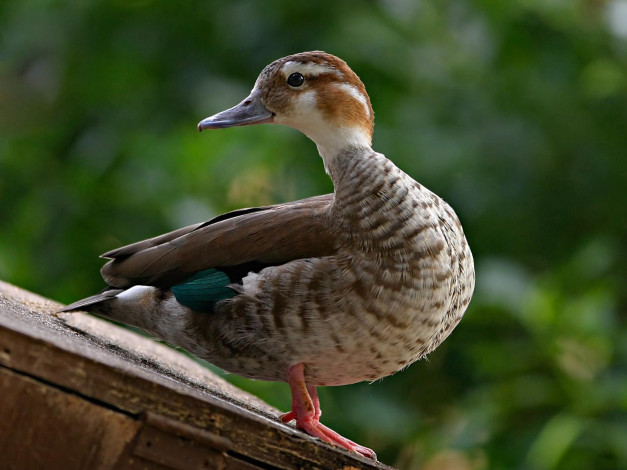 Обои картинки фото животные, утки