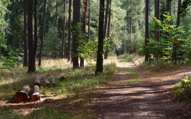 Обои картинки фото lesni, cesta, природа, дороги