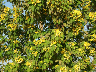 Картинка цветы цветущие деревья кустарники