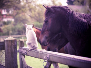 Картинка животные разные вместе