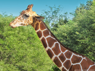 Картинка животные жирафы