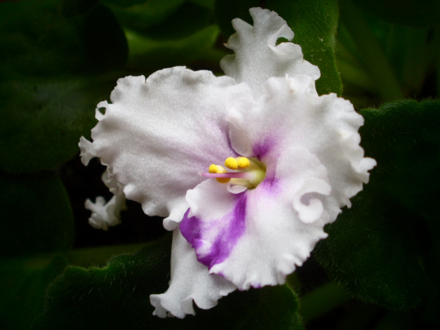 Обои картинки фото цветы, фиалки