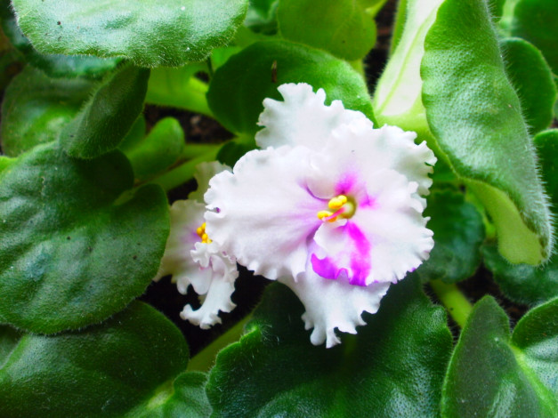 Обои картинки фото цветы, фиалки