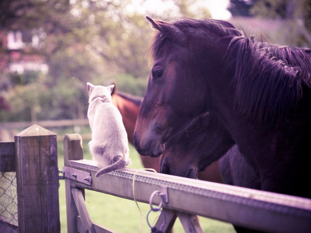 Обои картинки фото животные, разные, вместе