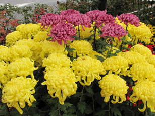 обоя цветы, хризантемы, желтые, красные