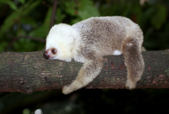 Картинка животные ленивцы ленивец пушистый ветка