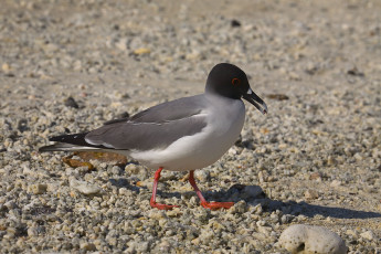 Картинка Чайка красноглазая животные Чайки бакланы крачки клюв галька