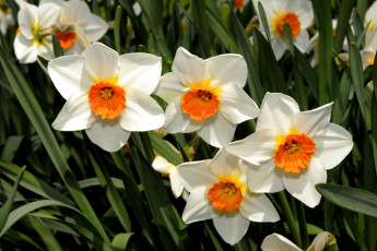 Картинка цветы нарциссы белый серединки