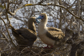 Картинка олуша животные олуши голубые клювы