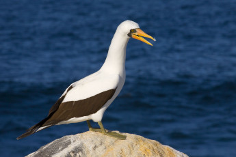 Картинка олуша животные олуши оперение коричневое белое