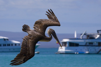 Картинка пеликан животные пеликаны в полете