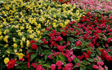 Картинка бегония цветы желтые много розовые красные