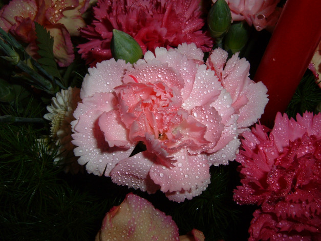 Обои картинки фото цветы, гвоздики, розовые, в, каплях, красные