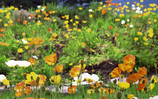 Обои картинки фото цветы, эшшольция, воздушные