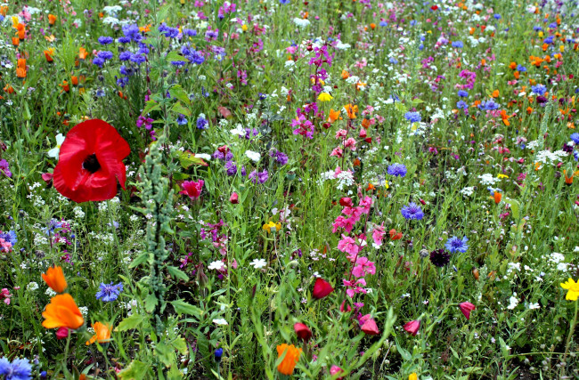Обои картинки фото цветы, луговые, полевые, маки, луг, васильки, трава
