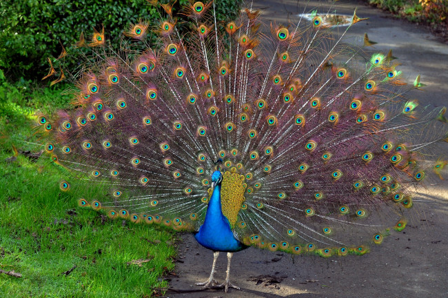 Обои картинки фото животные, павлины, перья, хвост