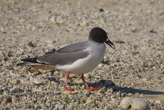 Обои картинки фото Чайка, красноглазая, животные, Чайки, бакланы, крачки, клюв, галька