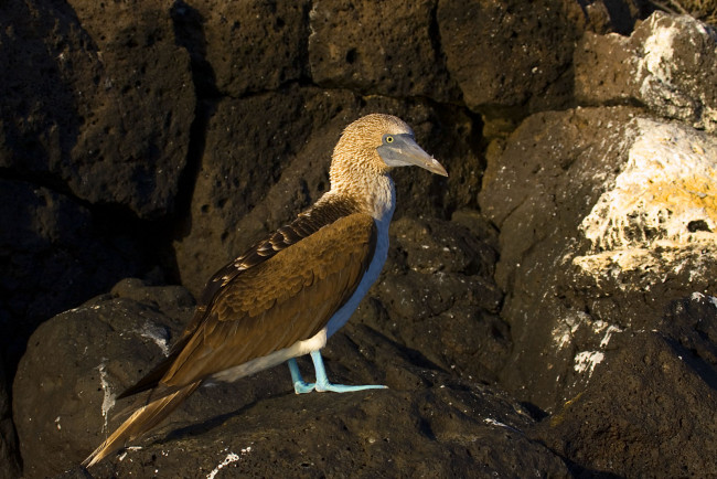 Обои картинки фото олуша, голубоногая, животные, олуши, голубые, лапки, камни