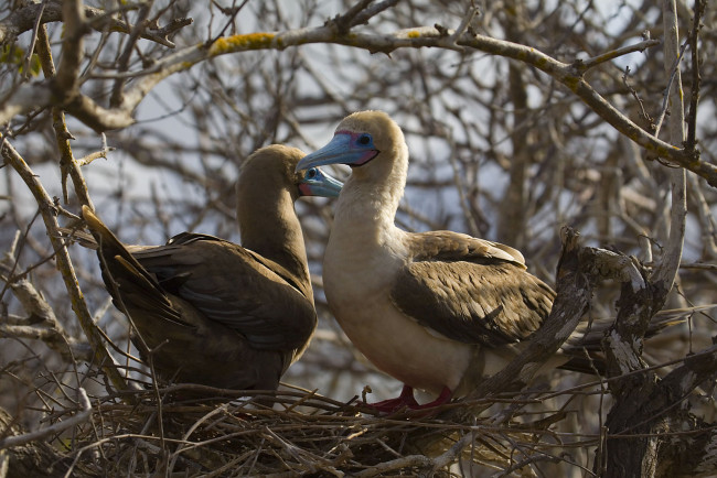 Обои картинки фото олуша, животные, олуши, голубые, клювы