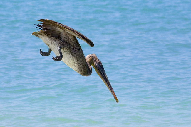 Обои картинки фото пеликан, животные, пеликаны, в, полете