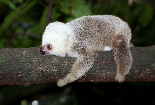 Обои картинки фото животные, ленивцы, ленивец, пушистый, ветка