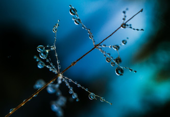 Картинка природа макро капли роса травинка утро