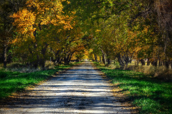 Картинка природа дороги грунтовка трава лес