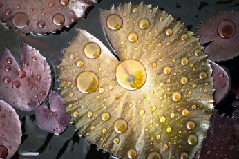 Картинка природа листья цвет вода капли водоем