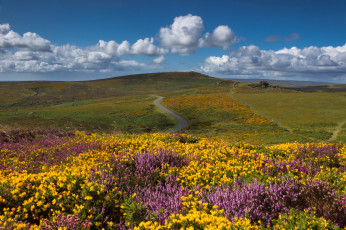 Картинка природа луга цветы трава поле