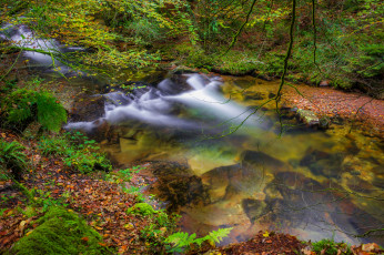 Картинка природа реки озера река лес