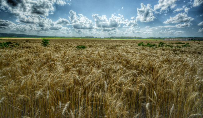 Обои картинки фото природа, поля, облака, колосья, рожь, поле