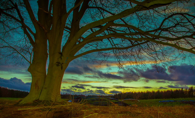 Обои картинки фото природа, деревья, дерево, поле, лес, облака, зарево, небо