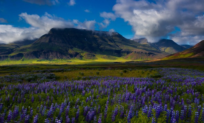 Обои картинки фото природа, поля, поле, цветы, трава