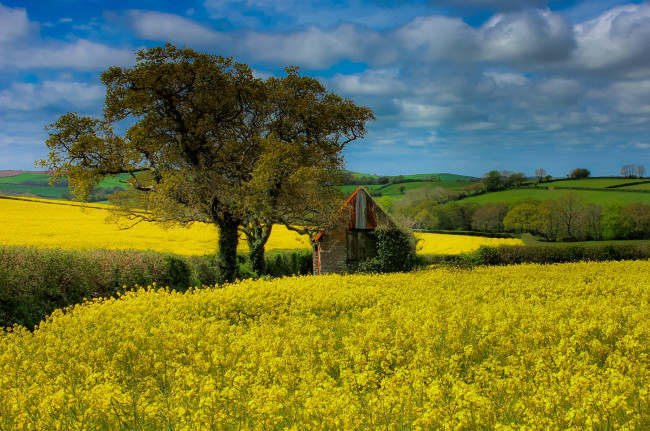 Обои картинки фото природа, поля, цветы, трава, поле