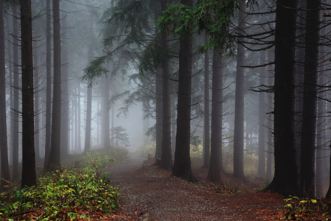 Обои картинки фото природа, дороги, стволы, ели, туман, лес