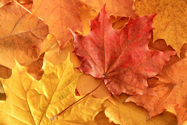 Обои картинки фото природа, листья, осень, клен