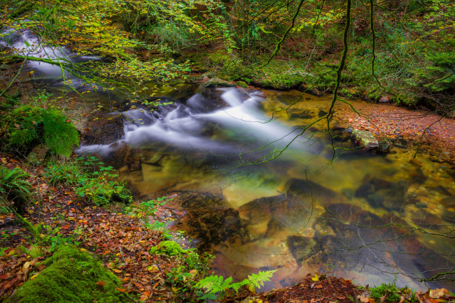 Обои картинки фото природа, реки, озера, река, лес