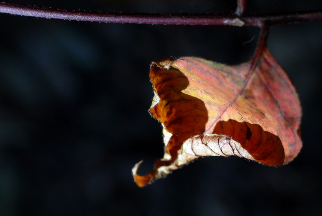 Обои картинки фото природа, листья, макро, лист, ветка