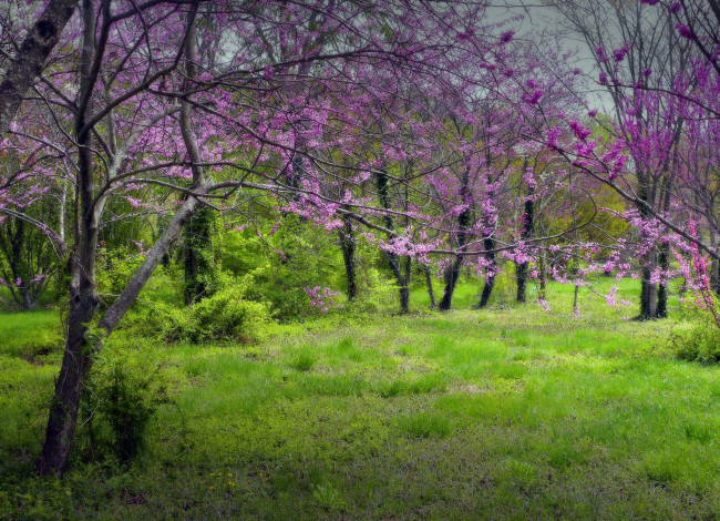 Обои картинки фото природа, луга, трава, поляна, лес