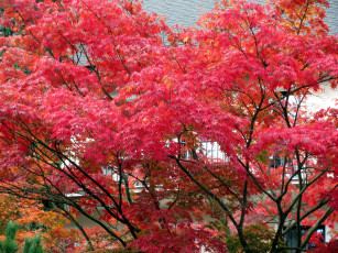 Картинка природа деревья осень